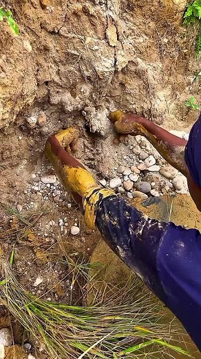 Looking for gold and panning for gold buried in river walls #golddiscovery #mininggold #goldpanning #goldhunter #viralvideo #foryou #foryoupage