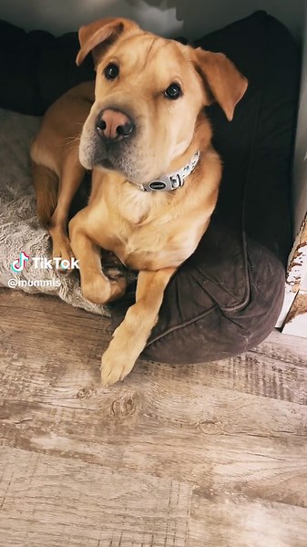 Grumpy Dogs: The Adorable Mischiefs of Rescue Pups