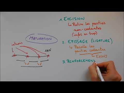 Synthèse des protéines 2 - Maturation