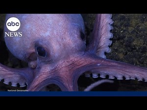 Secrets of the Octopus