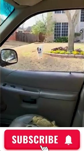 When Your Dog Decides It’s Time to jump #caninebond #dogdadlife #exoticpets #loyalty #notjustapet