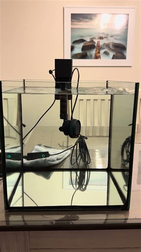 FlowMaster with Nero 3 in Action 180 degree flow. #reeftank #saltwaterfishtank #aquarium