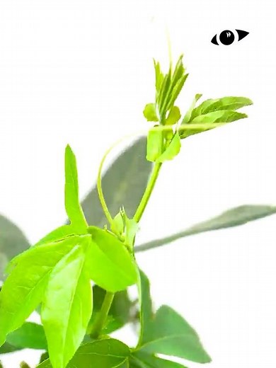 Climbing Plant Time-lapse #Shorts