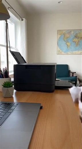 Cat vs Printer Gone Wrong