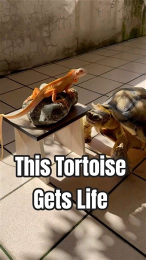 This Tortoise Slowest Walk Lives Life That Taught Everyone a Lesson 🐢 #tortoise