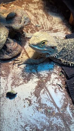 Shedding bearded dragon and eating blueberry