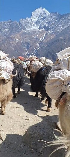 Yak Trekking In Nepal Mountain 🇳🇵 #yak #yaktrekking #yaktravelling