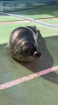 ゴマフアザラシを間近で観察 伊勢シーパラダイス Observing Spotted Seal Up Close