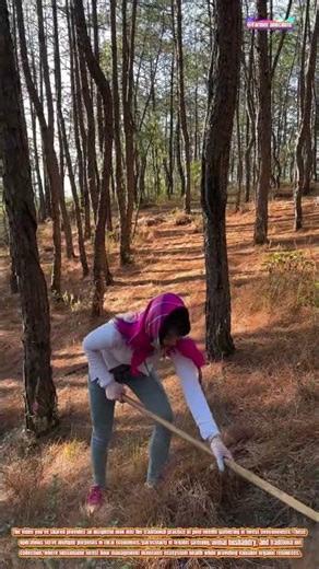 The Art of Pine Needle Collection