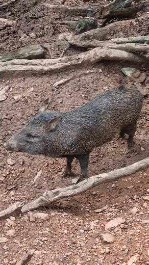Wild hogs 🐗 Collared peccaries are referred to as wild hogs or quenks in Trinidad and Tobago. They get their name from the white 'collar' running around their necks and shoulders. These mammals can be found in our local forests, as well as in parts of North, Central and South America. They are social animals and live in groups. They produce a variety of sounds including grunts and purrs. These vocalizations are used as a form of communication within the group. Collared peccaries can weigh up to
