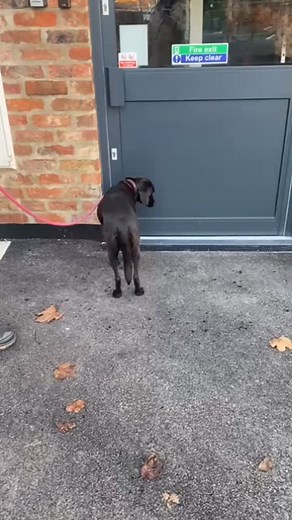 When you clients pooch drags them in a day early 🥰😍 | BodyMotion