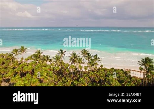 Aerial view of palm tree beach and turquoise ocean waves with flying pelican birds Stock Video Footage - Alamy