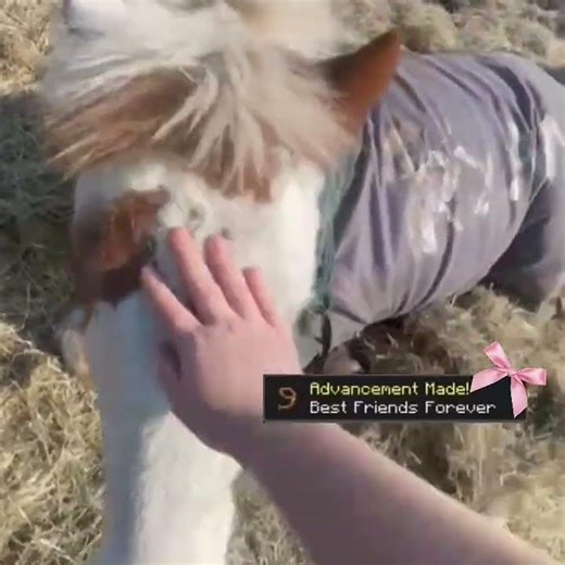 AWHHHH #cobs #equestrianjourney #horse ##fypシ