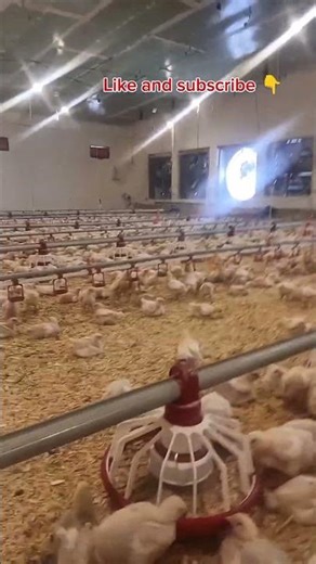 CHICKEN ARMY! 🦾🐣 Golden Paradise! ☁️💛 #chickens #farm #shorts #goldenchicklife