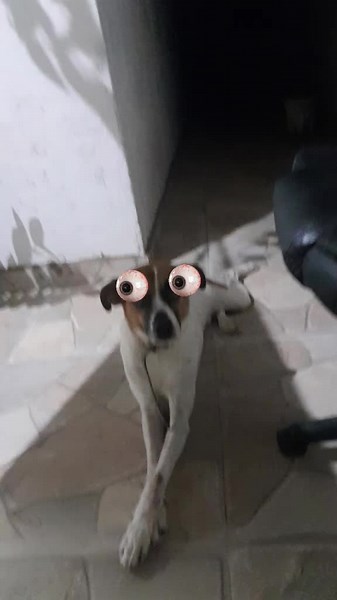 filpo no TikTok