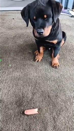 mi pequeño bebe recuerdos de cuando era bebe #mascotas #shortvideo #rottweiler