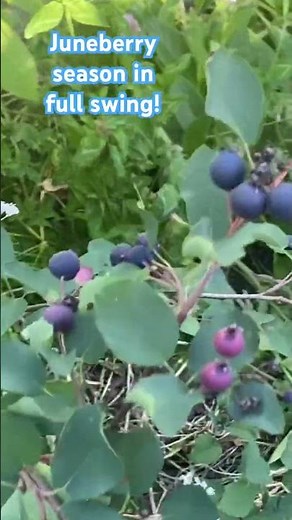 Juneberries: Delicious, Productive, Native