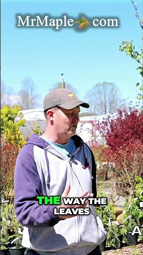 The Fantastic Acer palmatum 'Firefly'