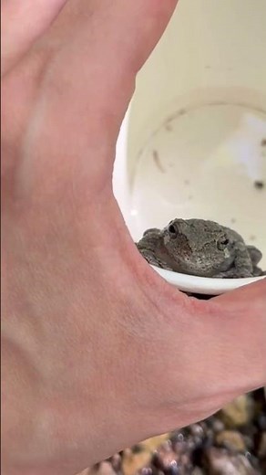 Copes grey tree frog release