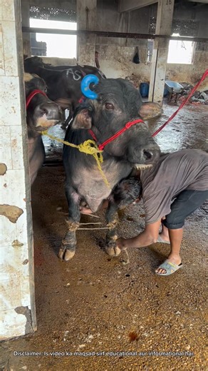 Slaughterhouse Ka Andar Ka Munazzam Amal 😮 | Janwaron Ki Hifazat Pe Focus