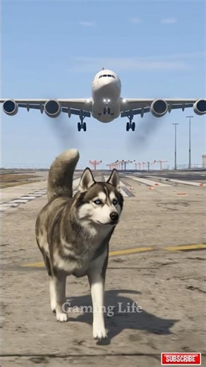 A Crazy Husky Accidentally Comes Runway During Airbus Terrifying Landing #gta5 #aviation