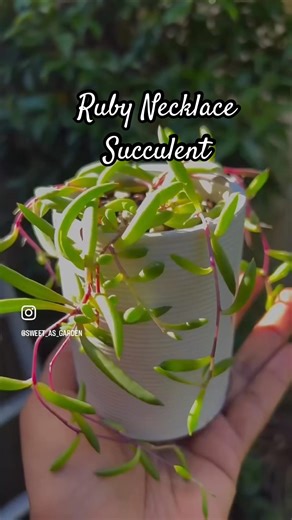 Growing Ruby Necklace succulent from it’s cuttings. #succulents #succulentspropagation #gardening