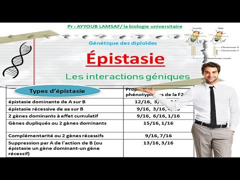 épistasie (les interactions géniques)