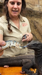 You’ve NEVER seen feeding time like this! In today’s video, I’m feeding a whole group of baby black dragon monitor lizards—and it turns into a full-on reptile mukbang! 🐉 These rare, jet-black monitors are not only stunning to look at, but they’re also full of energy and personality. Watch as they chow down in a feeding frenzy that’s both wild and educational! This video is packed with cool animal moments, up-close shots of these incredible reptiles, and plenty of insights into reptile care and 