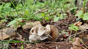 Snail breeding, nature in spring, close-up. Two snails intertwined with each other. Wildlife, details