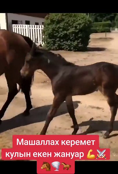 Valiev.m (@valiev.m)’s videos with Berserkir - Danheim