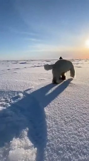 1.2M views · 5.2K reactions | POLAR BEAR Hunting a WHALE! ‍❄️ Scientists Chase Predator on Ice! | Wildlife Film AI | Facebook