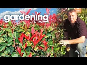 How to choose a hedge for your garden + hedging information.