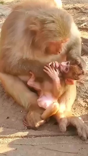 Awe!! Mother monkey checks for lice on head of her adorable baby, which baby does not want #shorts.mov #monkey | Monkey Angkor2