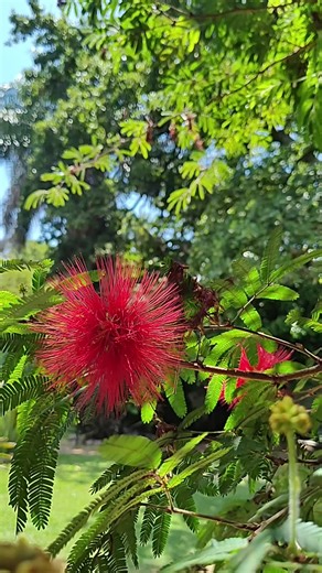 Todo lo que podes vivir en Tigre y más... que esperas para conocerlo? #vivitigre #tigreesmivida #turismotigre #delta #naturaleza #parquedelacosta #deltaesmivida #ParaTi #Argentina