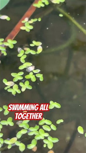 Day 7 – Baby Fishes Start Swimming With Big Fishes 🐟✨ | Cute Fish Update