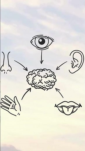 What Are the Five Human Senses?