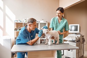 The Best Vet Clinics in the Bay Area | Local-Favorite Veterinary Hospitals