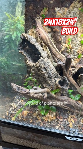 24x18x24” Bioactive Build #everevolvingexotics #reptileshop #tucson #arizona #reptiles #geckos