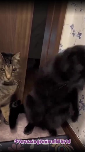 Why Do Cats Do This? 😂 Get ready for the ultimate funny cat compilation! From clumsy cat fails to hilarious reactions, these funny cats will make your day. Can you complete the try not to laugh challenge? Watch now and see why cats are the funniest animals on the internet! Don't forget to like and subscribe for more funny animal videos. #shorts #funnycats #catfails #funnyanimals #cats #funnyvideos