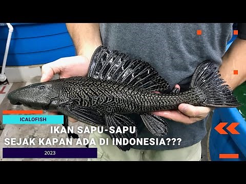 Since When Have Janitor Fish Been in Indonesia?