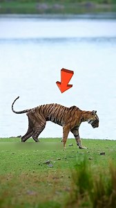 102K views · 1K reactions | #shortsvideos #shorts | Fact world | Facebook