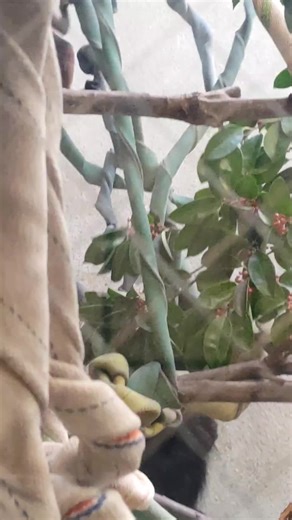 本日の玉ねぎちゃん…🐒✨🧅 25.10.24 #天王寺動物園 #フランソワルトン #minnanotennojizoo