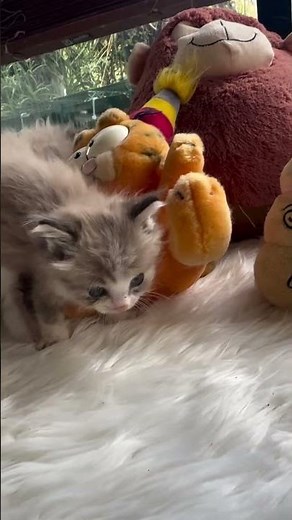 🐾 Wobbly but Adorable! Lynx Ragdoll Kitten’s First Walk & Playtime Cuteness! 😻✨