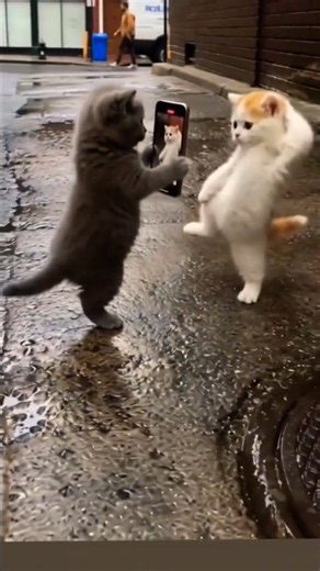 Cutest Kittens Ever: Two Little Cats Dancing to Music! 🐱#shorts