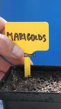 Growing Marigolds from Seed - Step by Step with Updates
