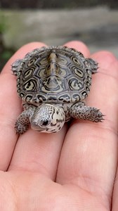 The cutest smile 🥹🙃🤚🏼🐢 #happy #turtle | Aquamike23