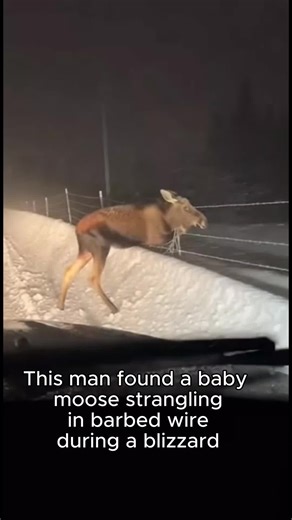 Ways to Save and Rescue Animals in Need