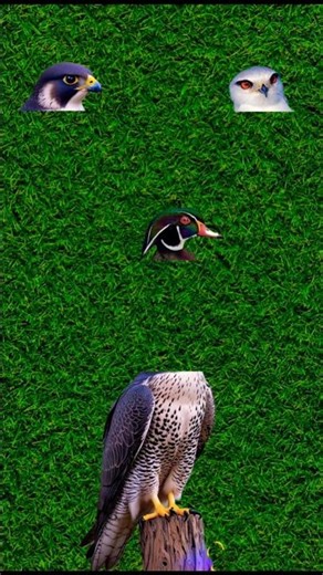 Durood-e-Pak | Beautiful Naat Sharif 2026 | Heart Touching Islamic Naat | Shorts