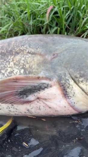 Giant Silure Catfish Strikes! Caught LIVE on Camera 😳🔥#fishing #mrfish #fish #carpfishing #carp #