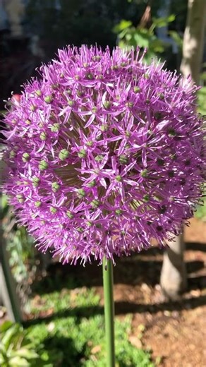 Amazing 4 Foot Tall Gladiator Allium. #spring #happy #lifeisbutadream